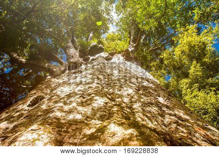 Kauri trees at the North Island of New Zealand