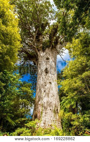 Kauri trees at the North Island of New Zealand
