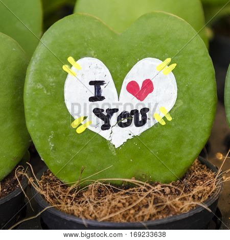 Hoya leaves the heart found in the rain forests around the country. Vine is epiphytic The plump thick Base of the leaf or rounded Similar to the shallow end of the concave shape of a heart.