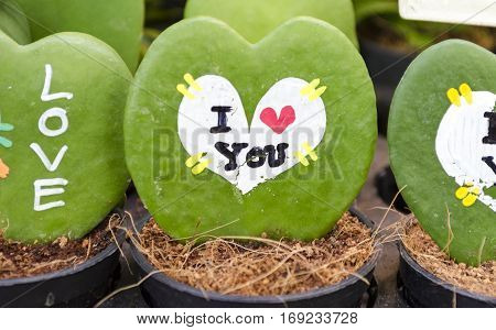 Hoya leaves the heart found in the rain forests around the country. Vine is epiphytic The plump thick Base of the leaf or rounded Similar to the shallow end of the concave shape of a heart.