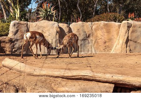 Pronghorn Known As Antilocapra Americana