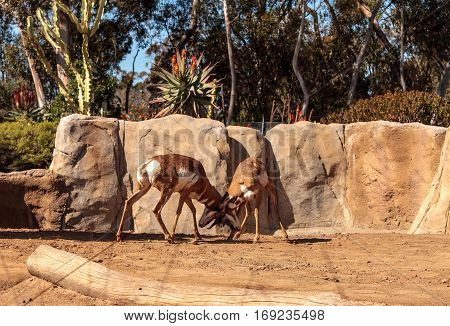Pronghorn Known As Antilocapra Americana