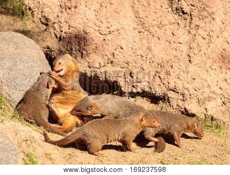 Rock Hyrax Procavia Capensis