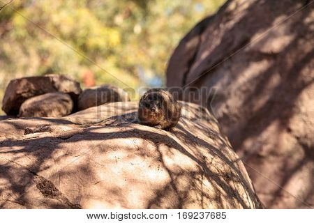Rock Hyrax Procavia Capensis