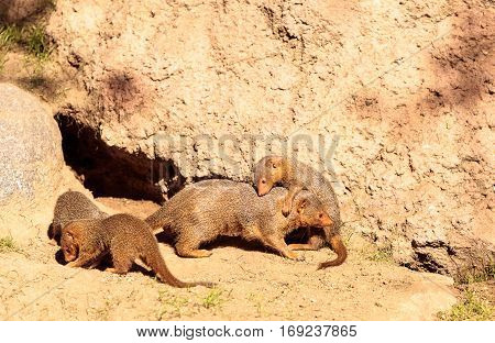 Rock Hyrax Procavia Capensis