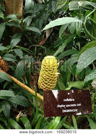 Zingiberaceace has yellow flower around green Leaves.