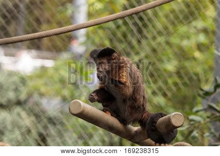 Tufted Capuchin Monkey