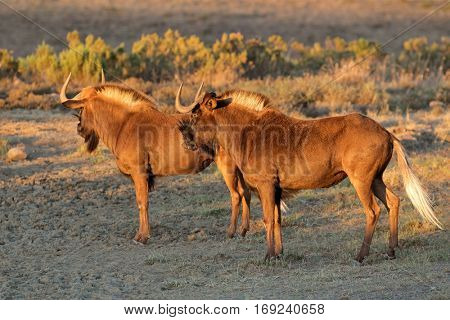 A pair of black wildebeest (Connochaetes gnou), South Africa