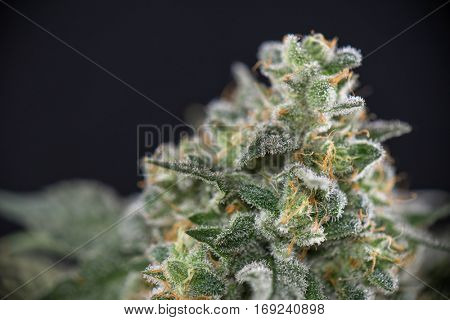 Detail of cannabis cola (mangolope strain) later flower isolated over black background