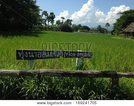 The organic rice farm on the moutain.