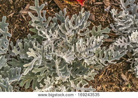 Dusty Miller Silver Ragwort (Jacobaea maritima) Plants