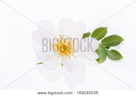 wild roses