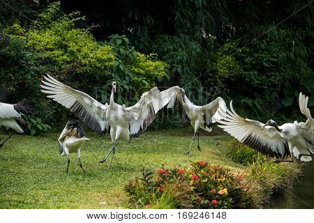 Red-Crowned crane