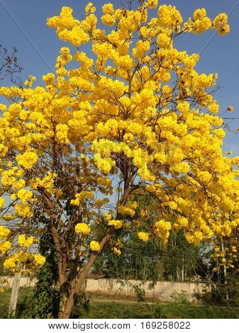the beautiful flower make mind to freshy.
