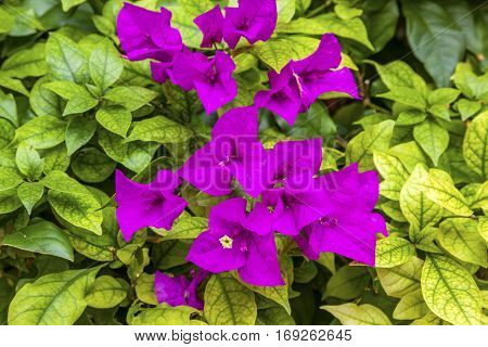 Purple Bougainvillea Green Leaves San Miguel de Allende Mexico Bougainvillea Spectablis