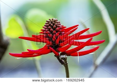 Red Coral Tree Flower Erythrina Americana Colorines Juarez Garden San Miguel de Allende Mexico. Native to Mexico the flower is edible and cooked with scrambaled eggs in Southern Mexico.