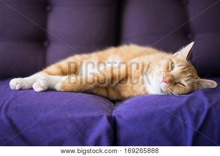 Relaxing Ginger Cat Lay Down on the Couch