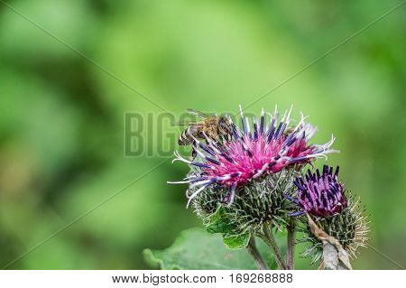 Macro close-up of honey bee sitting on flower of wooly burdock