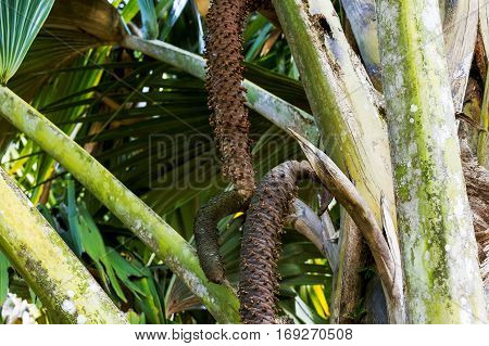 Male inflorescence of sea coconut palm trees or Lodoicea maldivica