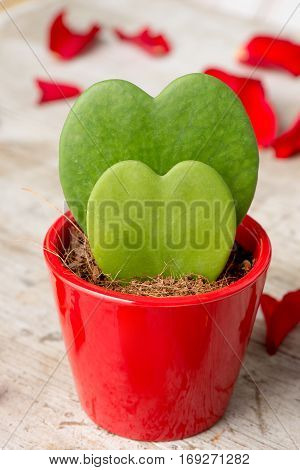 Heart-shaped Cactii In Red Pot Surrounded With Rose Petals