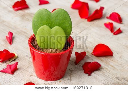 Heart-shaped Cactii In Pot Surrounded With Rose Petals