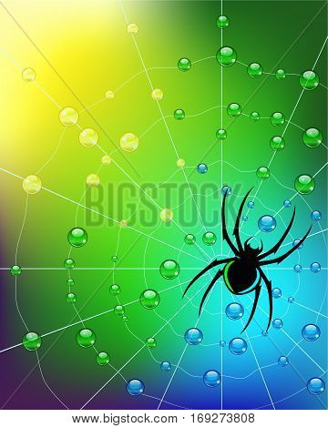 Vector Illustration. Spider on the net, colors of springs. Water drops