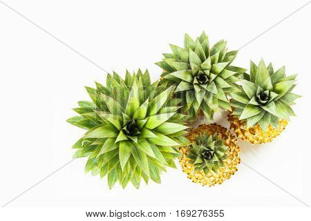 Close up detail at top of pineapple trees on white