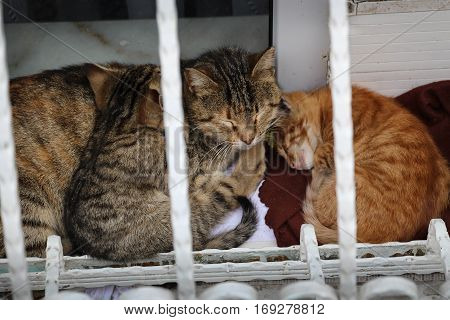 Mother street cat and two kittens curled up asleep  on window sill in Istanbul, Turkey.