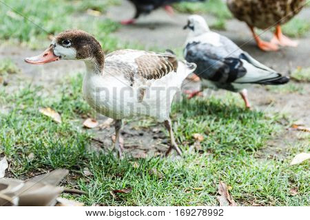 Wild ducks and pigeons on the grass near the lake eating