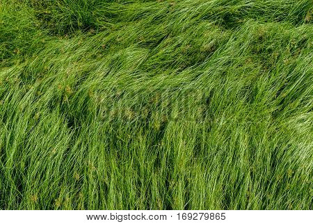 Cocograss close up beautiful green Nut grass pattern from garden
