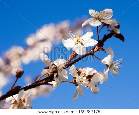 Plum tree branch with white blossoms against blue sky