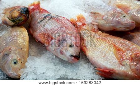 Fresh fish on ice at market. Freezing and raw food. Frozen fresh fish background.