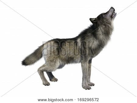 3D rendering of a gray wolf isolated on white background