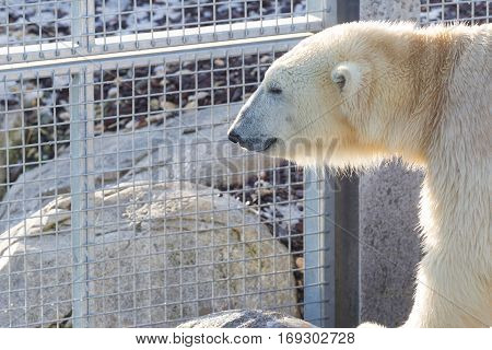 Close-up Of A Polarbear (icebear)