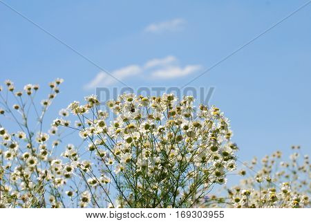 Summer landscape with a field. flowers camomiles on meadow. blossoming wildflowers chamomiles