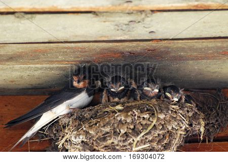 Swallow mom feeding young baby birds in the nest. Mother swallow feeding her babies.