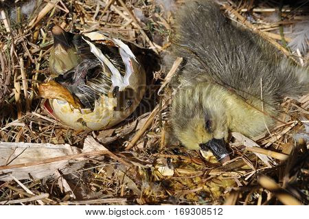 Goose coming out of a egg. Eggs showing cracks. Hatching eggs