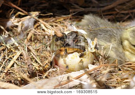 Goose coming out of a egg. Eggs showing cracks. Hatching eggs