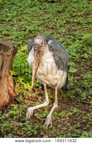Wading bird Marabou stork or Leptoptilos crumenifer preched on a tree against blue sky