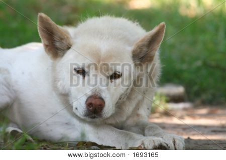 White Wolf