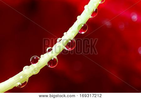 Flower refraction in a raindrop, Macro of a flower refraction in dew drops on a blade of grass