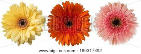 Big Selection of Colorful Gerbera flower (Gerbera jamesonii) Isolated on White Background. Various pink, yellow, orange