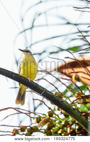 Great Kiskadee On A Tree Branch