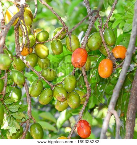 Red and green siriguela fruit on the tree branches.