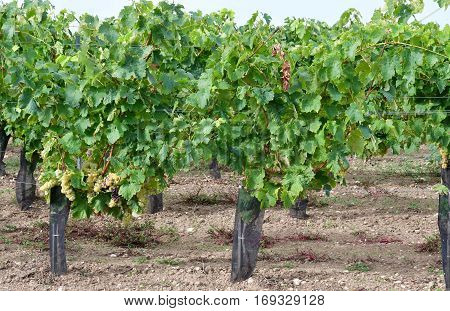 Loix France - september 26 2016 : vineyard in autumn