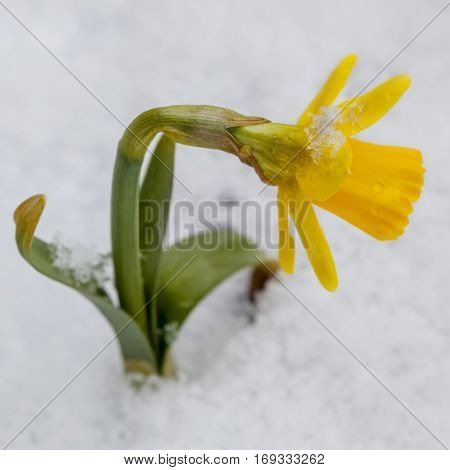 Yellow daffodils growing in early spring primroses are covered with snow blooming spring flowers narcissus