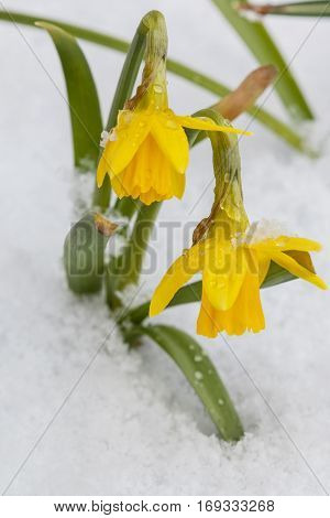 Yellow daffodils growing in early spring primroses are covered with snow blooming spring flowers narcissus