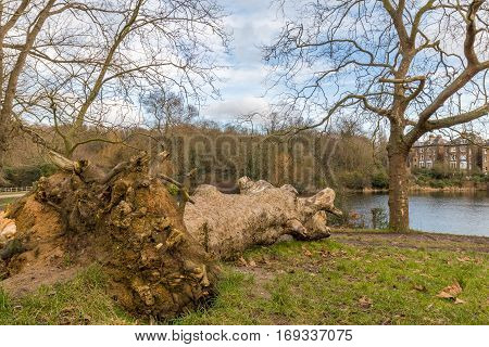 A fallen tree left to rot in the park just in front of the lake. Cloudy winter sky in Britain with typical houses in the background.