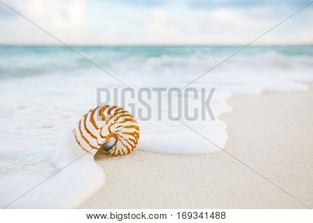 nautilus sea shell on golden sand beach with waves in  soft sunset light, shallow dof