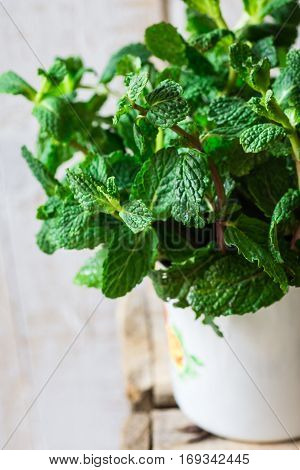 Bundle of fresh organic mint in an enamel mug on weathered wood box, spring or summer, natural light, outdoors
